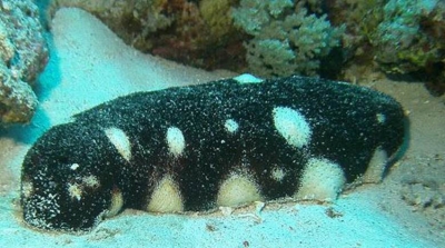 One of the species of sea cucumber proposed for inclusion in CITES Appendix II. Photo by Lesley Clements/Creative Commons