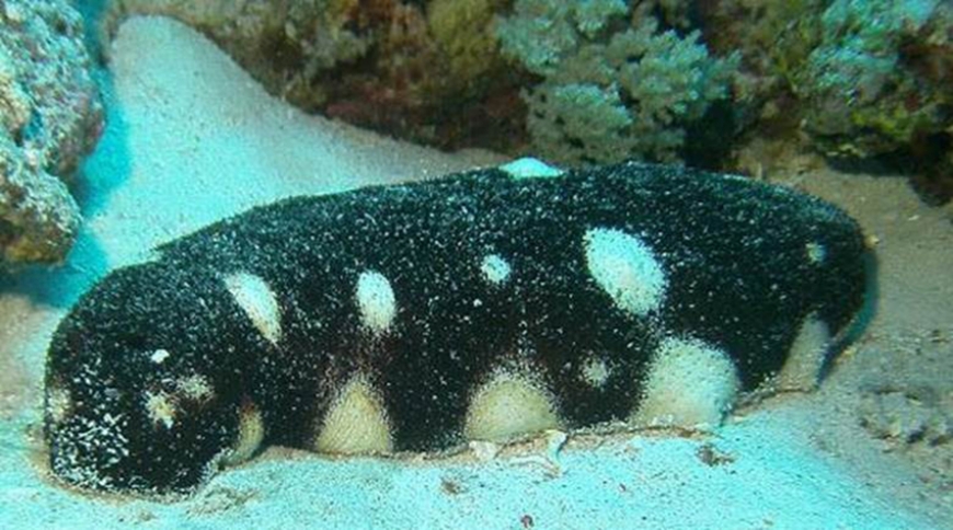 One of the species of sea cucumber proposed for inclusion in CITES Appendix II. Photo by Lesley Clements/Creative Commons