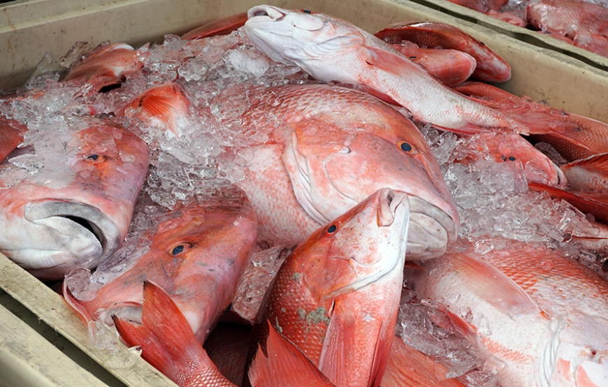 Proposed Ban on Red Snapper Exports in Seychelles