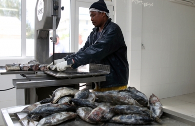 An Amirante Fisheries employee cutting up fish for processing. (Joe Laurence, Seychelles News Agency) 