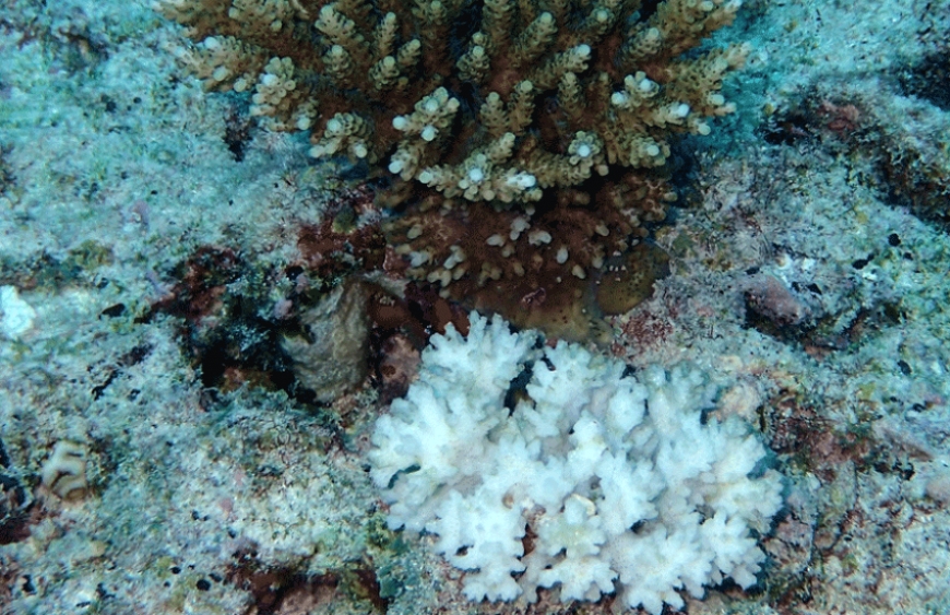 Warning: Coral Bleaching, again!