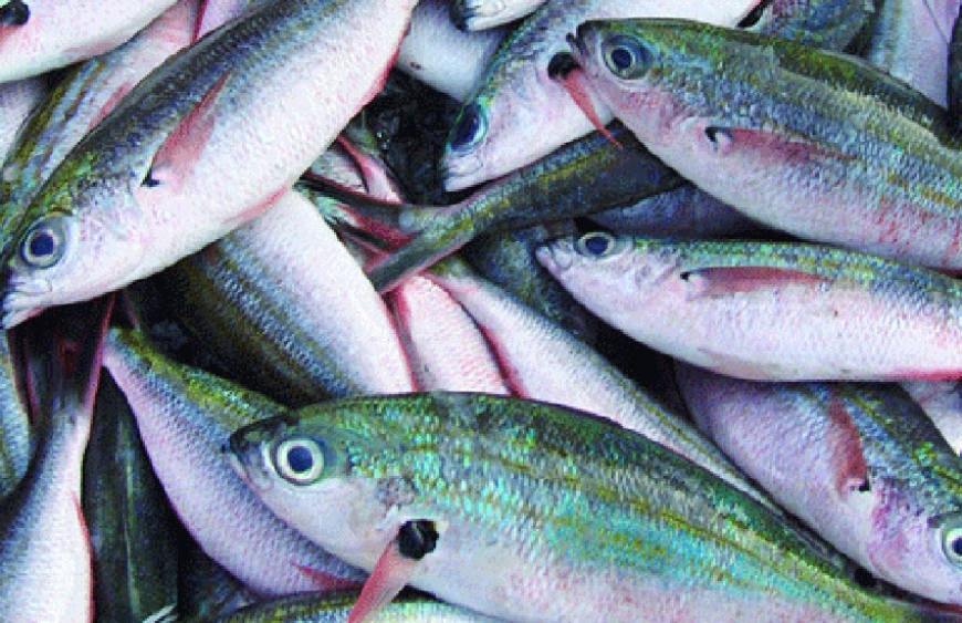 Successful roll-out of Praslin coastal fishery plan is a disruption of the business-as-usual model