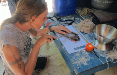 Tagging and Monitoring fish to safeguard Seychelles’ resources