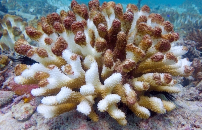 Branching coral recorded as “partly dead” on the restored site