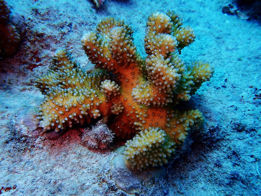 Outplanted coral fragment (Photo: Nature Seychelles)