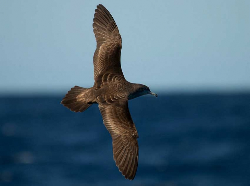 Research: Roaming seabirds need ocean-wide protection, research shows