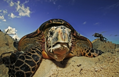 Hawksbill turtle laying her eggs on Cousin Island, Seychelles. photo by Martin Harvey