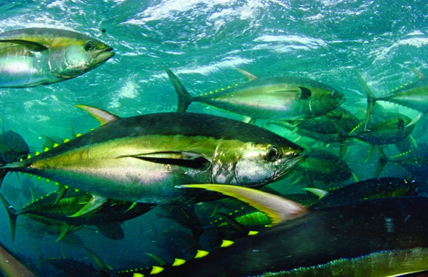 Yellow-fin Tuna