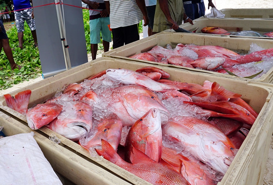 SNA: Report finds fish catch from Seychelles was 1.5 times higher than reported