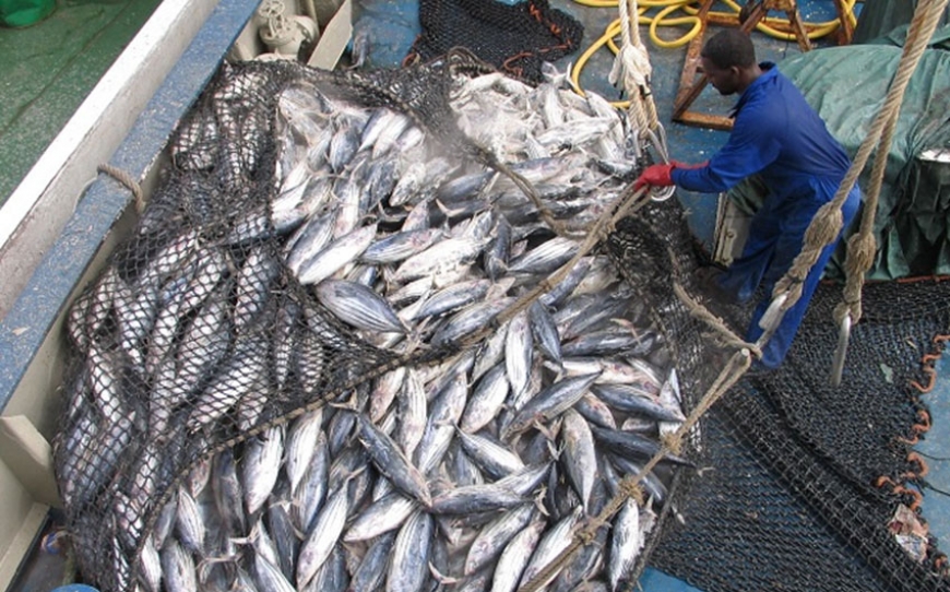 SNA: Seychellois expert says EU overfished tuna; EU ambassador says union is investigating