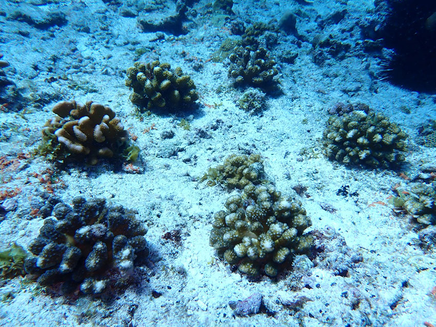 4000 corals have been outplanted in 2022