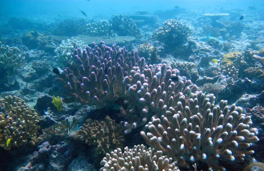 Dabbing colour back into our oceans, one coral at a time