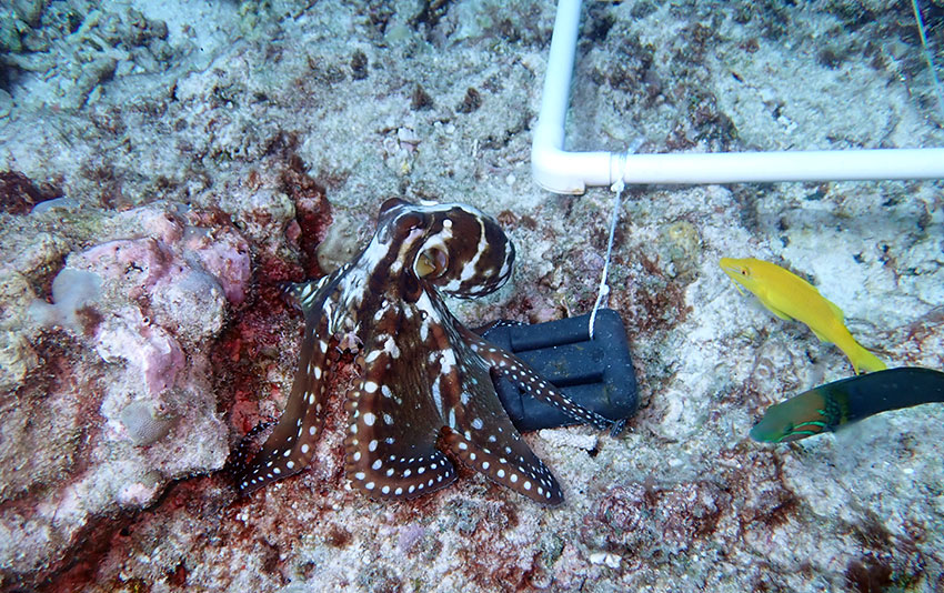 Octopus helping on the Quadrat