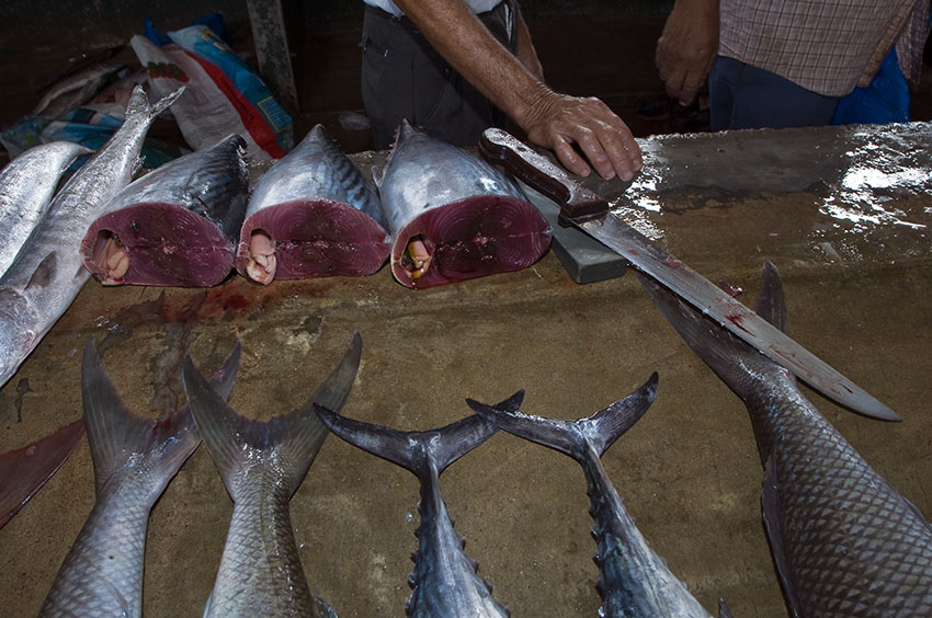 mahe fish market 4
