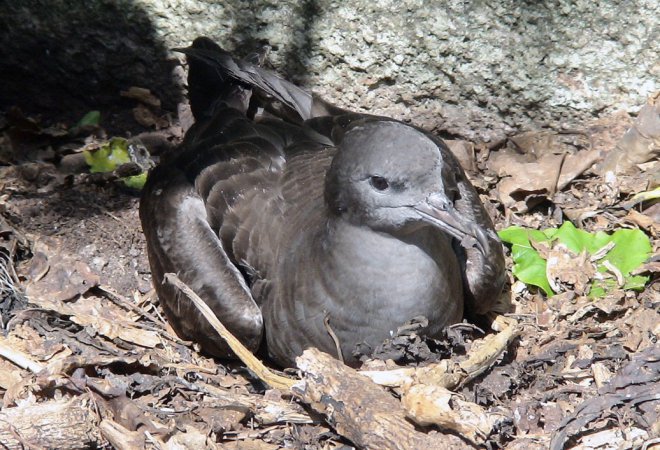 wedge tailed shearwater breeding on cousin island photo by lucie faulquier