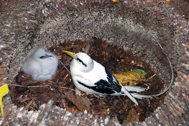 white tailed tropicbird and chick