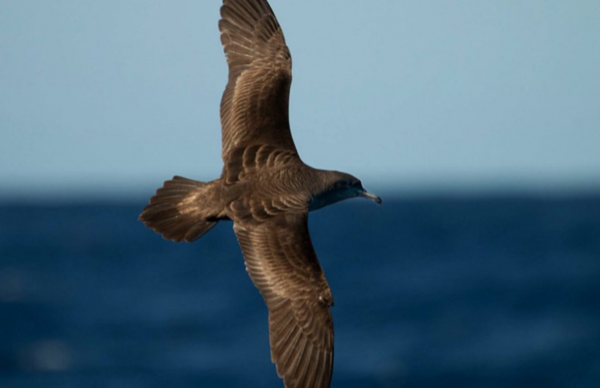 Monitoring seabirds for ocean health