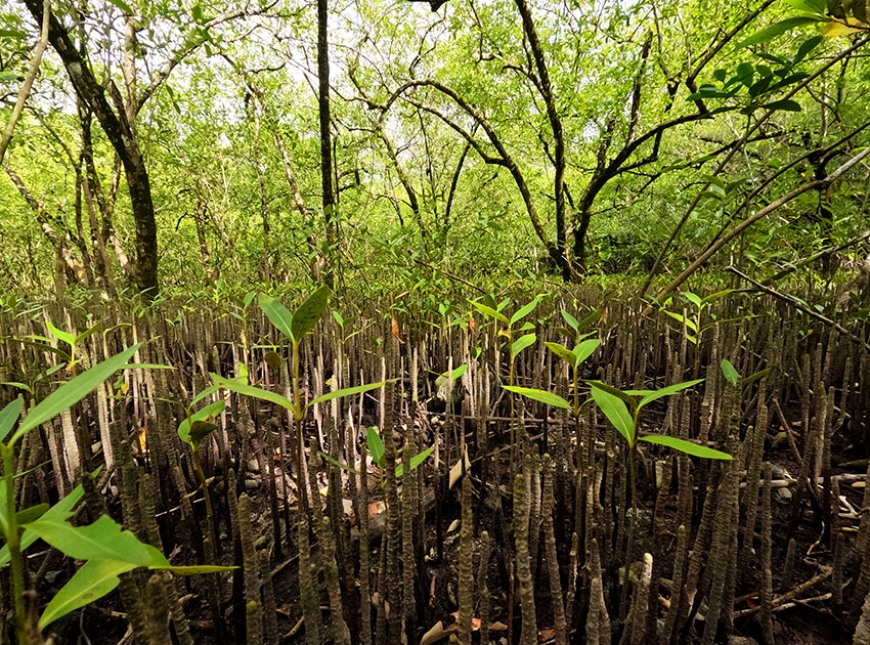 Mangroves are known for their salt tolerant trees and intricate root networks