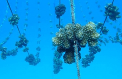 From coral fragments to full-grown coral colonies
