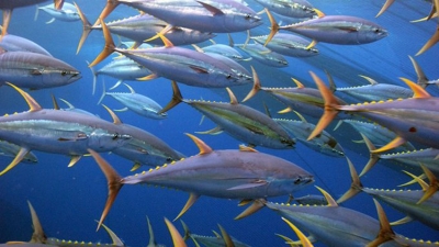 Yellowfin tuna (NOAA)