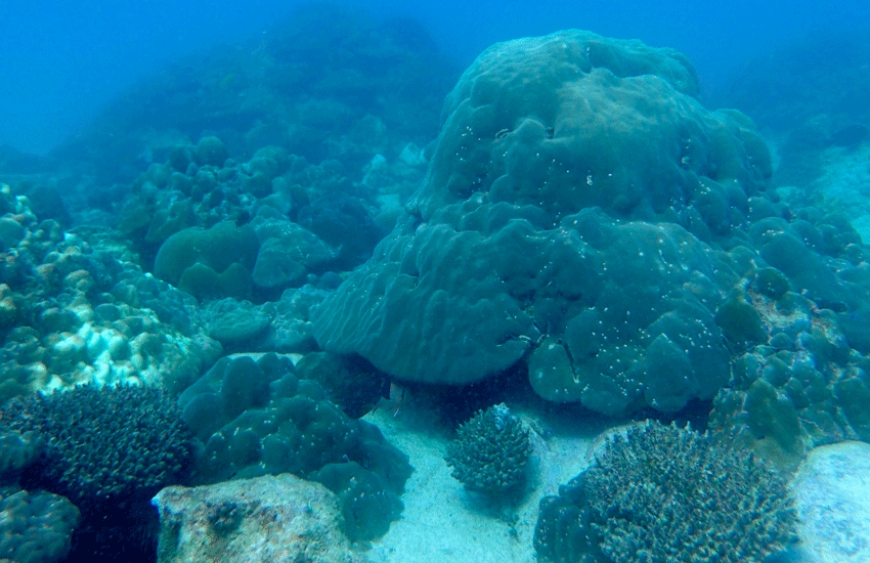 Some pretty tough corals!