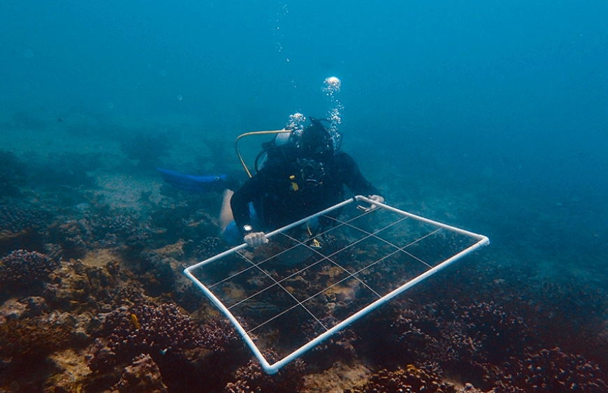 Paul Anstey (Reef Rescuers) carefully positioning a 1 m x 1 m quadrant, used to survey coral recruitment on the reef.