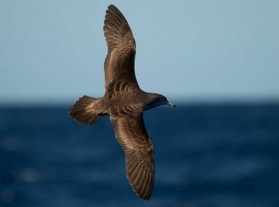 The Wedge-tailed Shearwater (Photo Nature Seychelles /Philip Griffin)