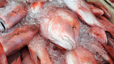 Seychelles Nation: Decision to ban export of Red Snapper revised