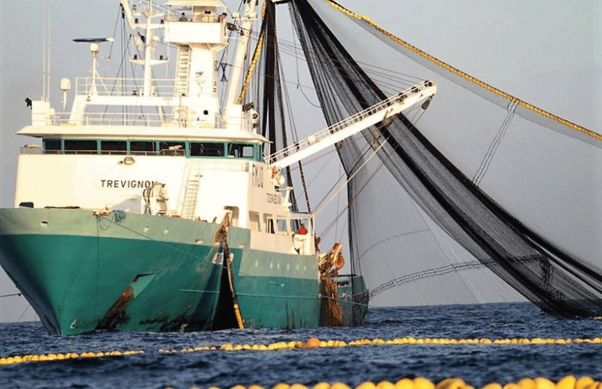 The Frenach and Spanish purse seiners fish for tuna species in the Indian Ocean