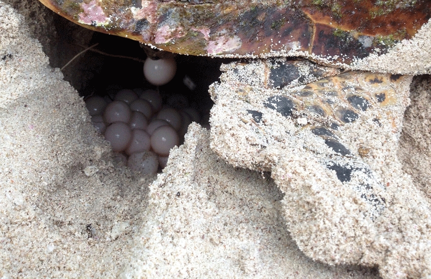 Bad for your health but great for conservation