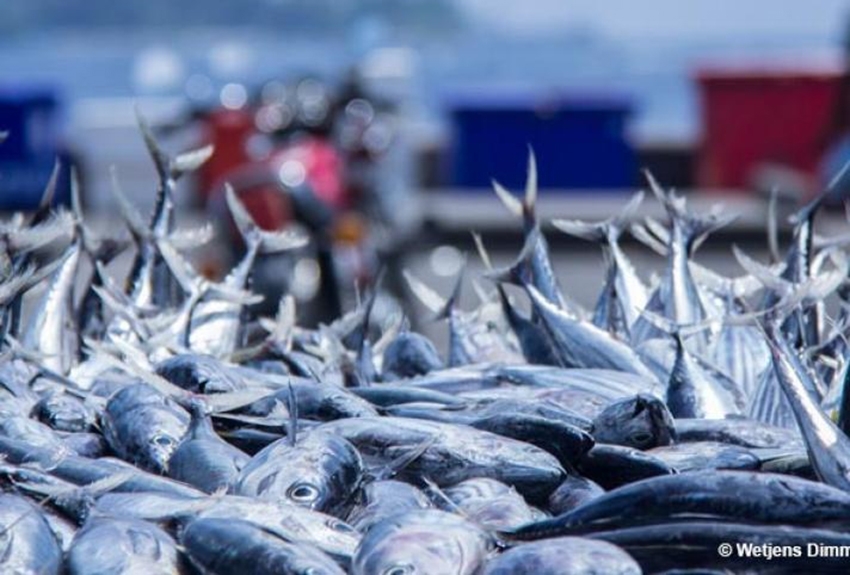 Big row over certification of Indian Ocean Tuna fishery