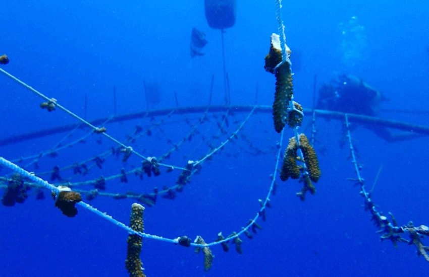 Happily growing super corals