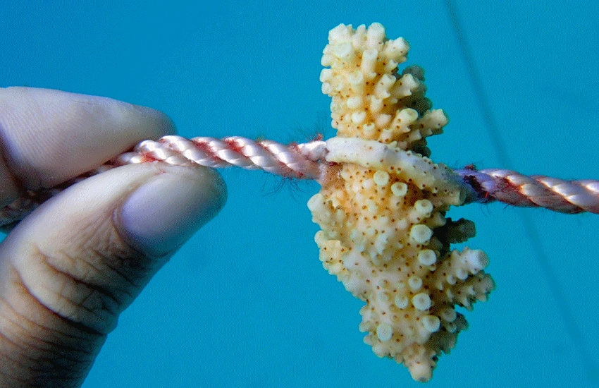 What is scarring and sheeting and why is it important in a coral nursery?