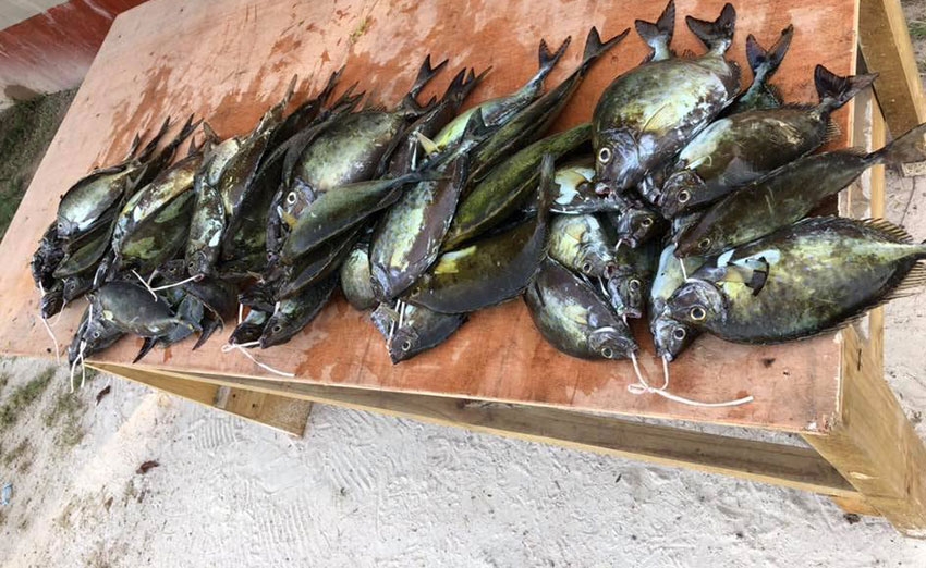 Study: Climate change has taken a toll on fisheries globally