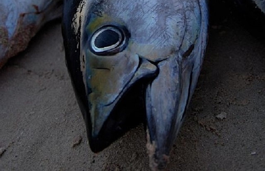 New measures installed to monitor lower limits of yellowfin tuna for Seychelles-flagged vessels