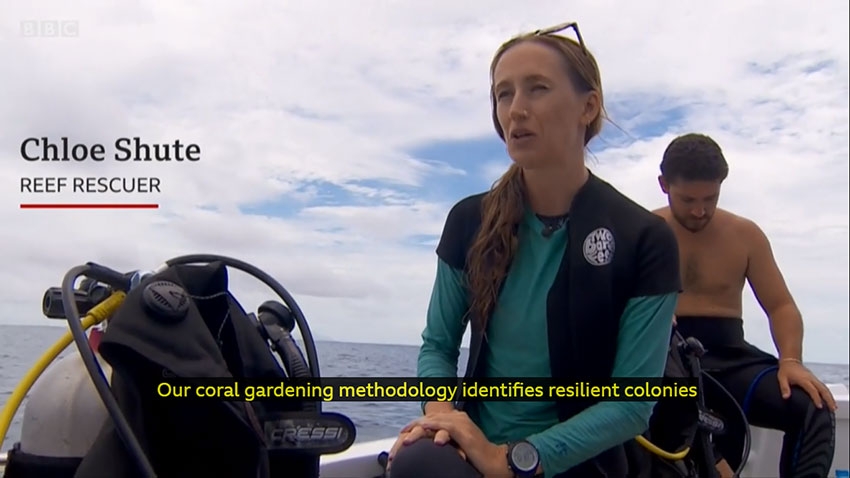 BBC News: Is ‘super coral’ the key to saving the world’s reefs?