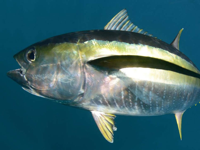 Consumers urged to boycott yellowfin tuna from the Indian Ocean