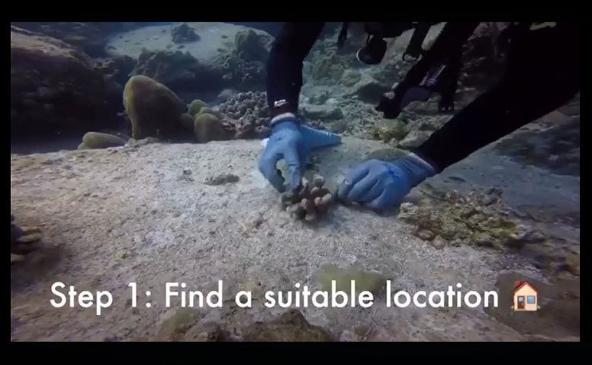 Video: How to transplant corals onto a degraded reef using coral gardening