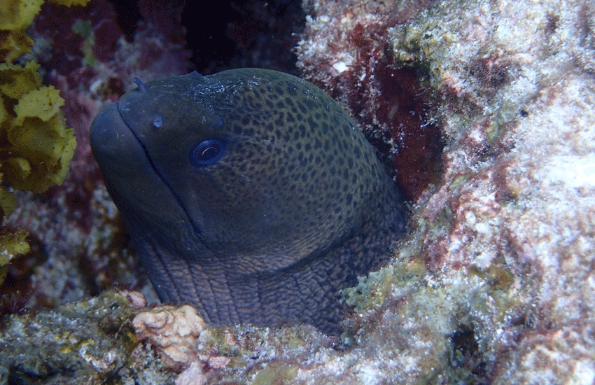 Volunteering under the sea