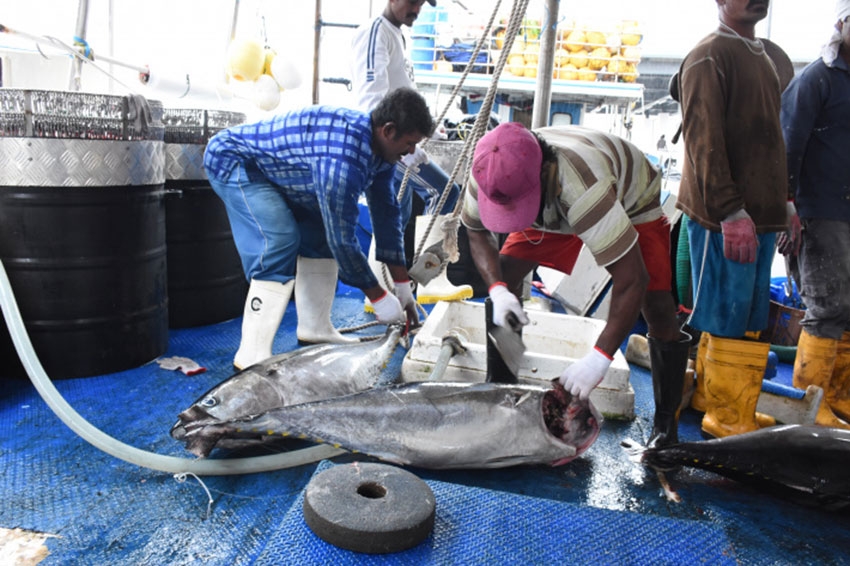 SFA sets bar higher on semi-industrial fishing licences requirements