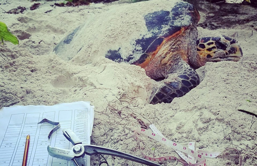 Spooked by hatchlings