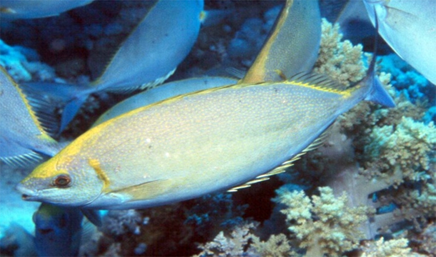 Cleaning coral nurseries – with a little help from Rabbitfish