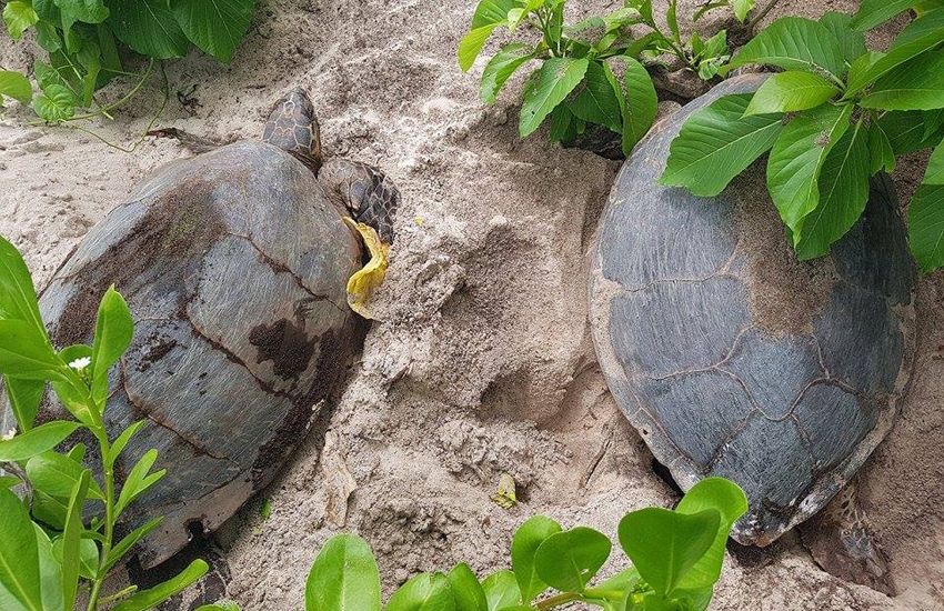 Turtles here, turtles there, turtles everywhere