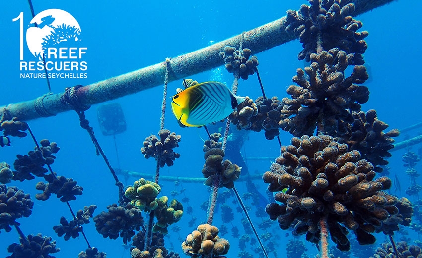 Keep calm, we are saving corals!