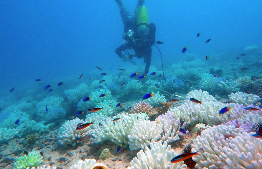 2016 coral-bleaching event: One year later…