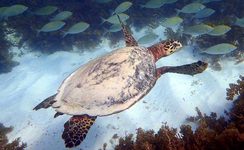 MPAs need people and resources
